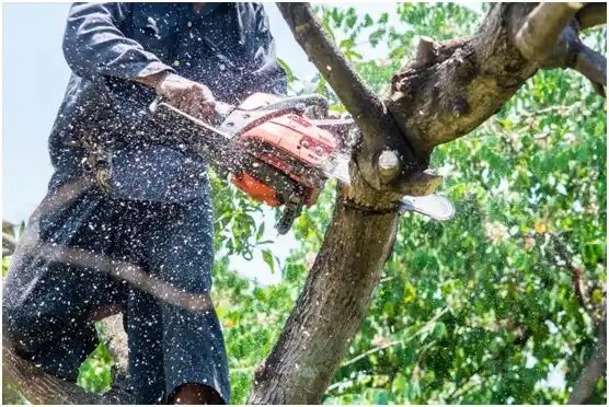 tree services Ducktown